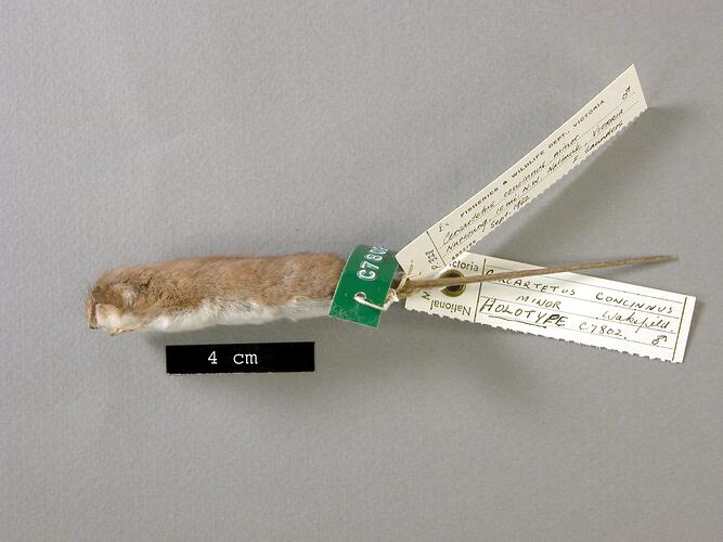 Lateral view of possum skull.