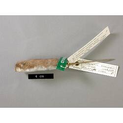 Lateral view of possum skull.