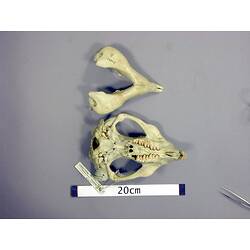 Wombat lower jaw and skull, ventral views.