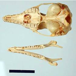 Brown Bandicoot skull and jaw.