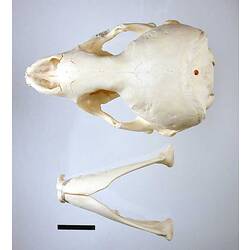 Seal lower jaw beside skull, external surfaces visible.