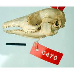 Side view of Bandicoot skull with red label attached.