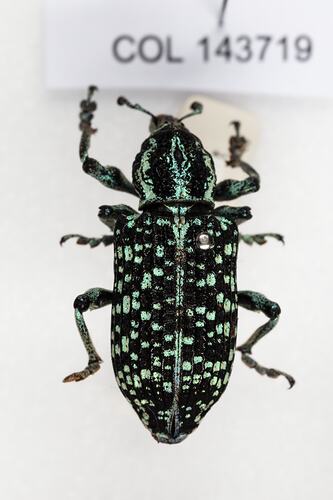 <em>Chrysolopus spectabilis</em>, Botany Bay Weevil. [COL 143719]