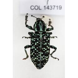 Our Wondrous Planet, Our Wild Family: Dry Specimen - Botany Bay Weevil, <em>Chrysolopus spectabilis</em> (Fabricius, 1775)