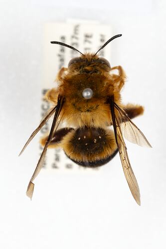 <em>Melitturga</em> sp., andrenid bee. [HYM 99101]
