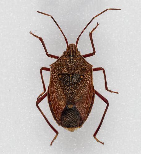 <em>Poecilometis</em> sp., shield bug. [HEM 6222]