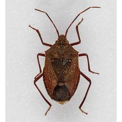 Our Wondrous Planet, Our Wild Family: Dry Specimen - Shield bug, <em>Poecilometis</em>