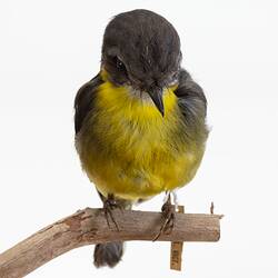 <em>Eopsaltria australis australis</em>, Eastern Yellow Robin. [B 21487]
