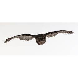 <em>Podargus strigoides</em>, Tawny Frogmouth. [B 34935]
