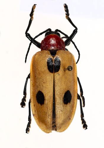 <em>Alurnus batesii</em>, leaf beetle. [COL 143698]