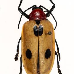 Our Wondrous Planet, Our Wild Family: Dry Specimen - Leaf beetle, <em>Alurnus batesii</em> Baly, 1864