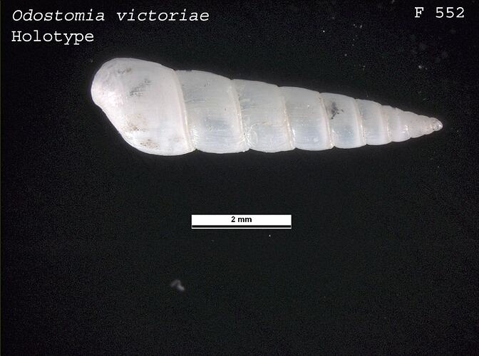 <em>Odostomia victoriae</em>, marine snail.  Holotype.  Registration no. F 552.
