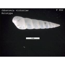 <em>Odostomia victoriae</em>, marine snail.  Holotype.  Registration no. F 552.