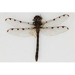 Our Wondrous Planet, Our Wild Family: Dry Specimen - Alpine Redspot, <em>Austropetalia tonyana</em> Theischinger, 1995