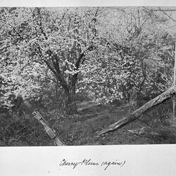 Photograph - 'Cherry Plum, Again', by A.J. Campbell, Mitcham, Victoria, circa 1895
