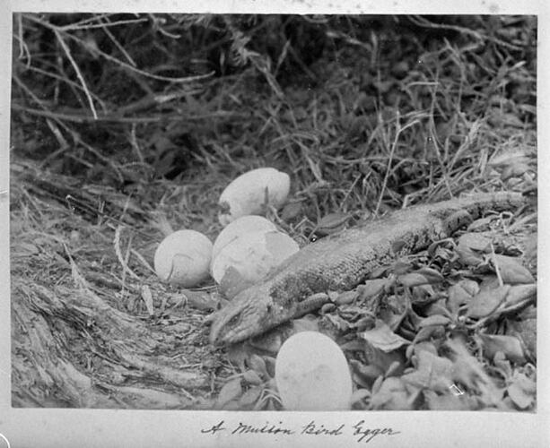 A Mutton Bird Egger