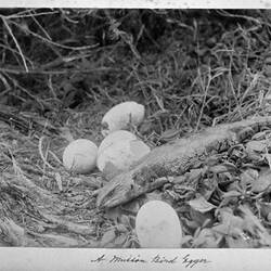 Photograph - 'A Mutton Bird Egger', by A.J. Campbell, Phillip Island, Victoria, Easter 1902