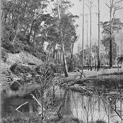 Photograph - by A.J. Campbell, Warburton District, Victoria, Jan 1895