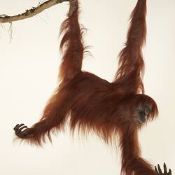 <em>Pongo pygmaeus</em>, Bornean Orangutan. [C 41761]