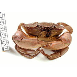 Frontal view of crab specimen with scale bar.