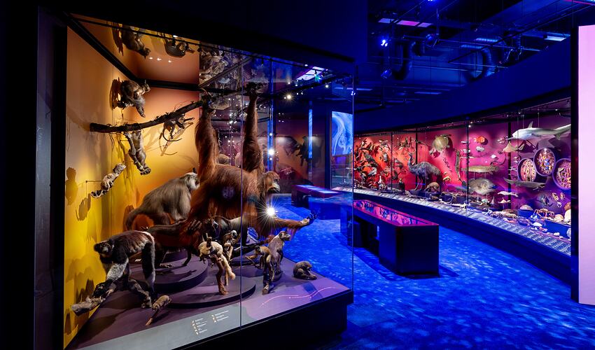Exhibition display featuring taxidermied animals and models behind glass cabinets. Central path.