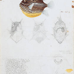 Ornate Cowfish, Aracana ornata by Arthur Bartholomew