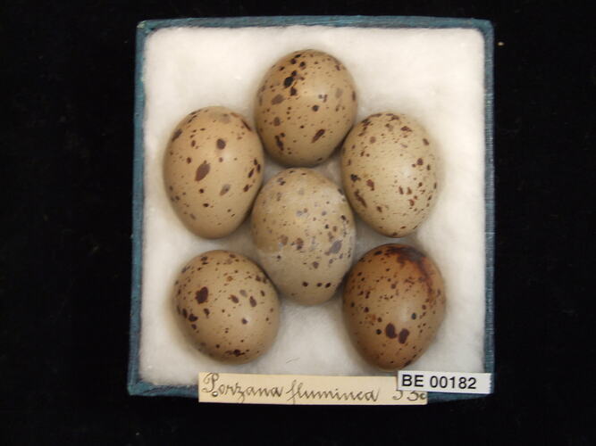 Six bird eggs with specimen labels in box.