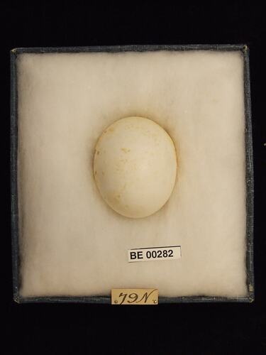 Bird egg with specimen labels in box.