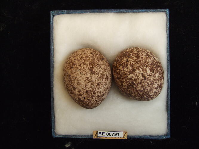 Two bird eggs with specimen labels in box.