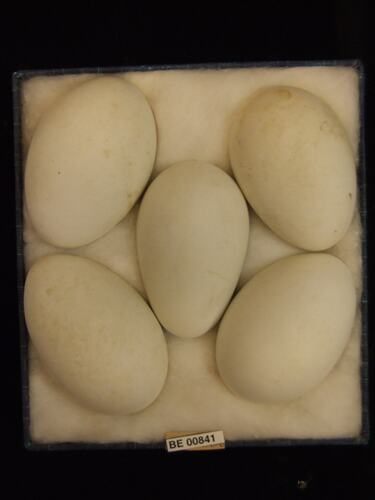 Five bird eggs with specimen labels in box.