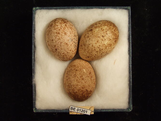 Three bird eggs with specimen labels in box.