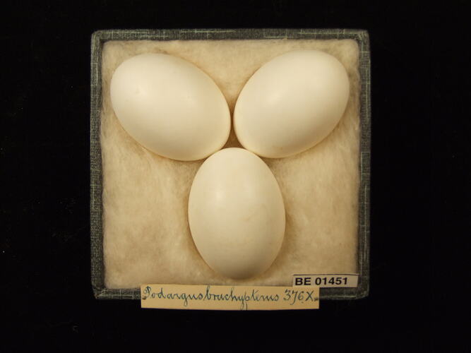 Three bird eggs with specimen labels in box.