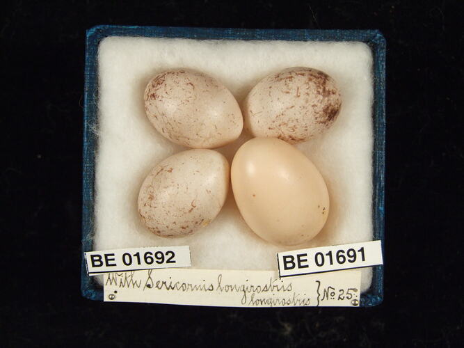 Four bird eggs with specimen labels in box.