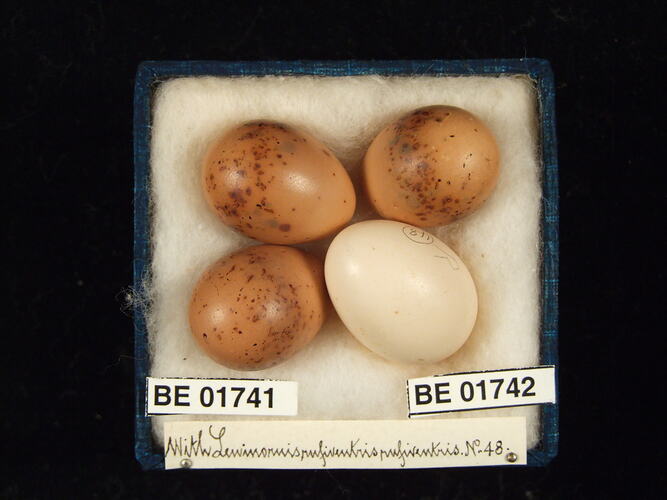 Four bird eggs with specimen labels in box.