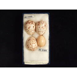 <em>Philemon buceroides yorki</em>