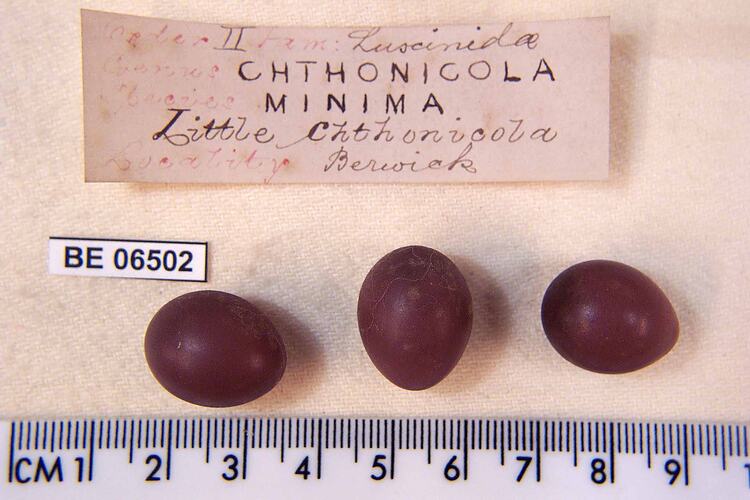 Three bird eggs with specimen labels beside ruler.