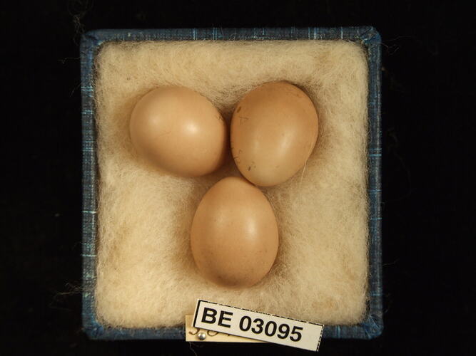 Three bird eggs in box with labels.