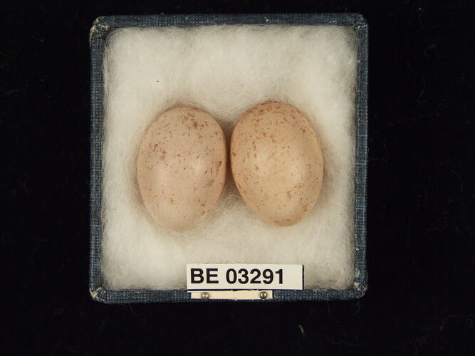 Two bird eggs in box with labels.