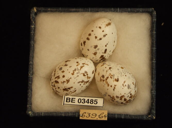 Three bird eggs in box with specimen labels.