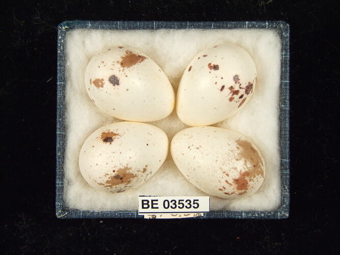 Four bird eggs in box with specimen labels.