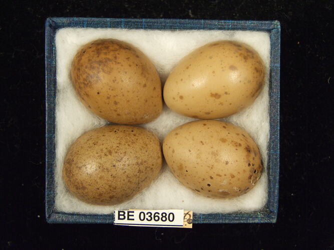 Four bird eggs in box with specimen labels.