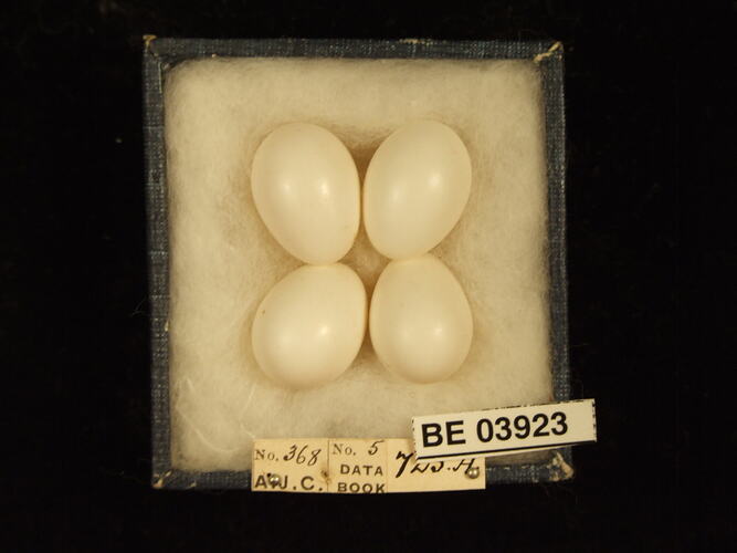 Four bird eggs in box with specimen labels.
