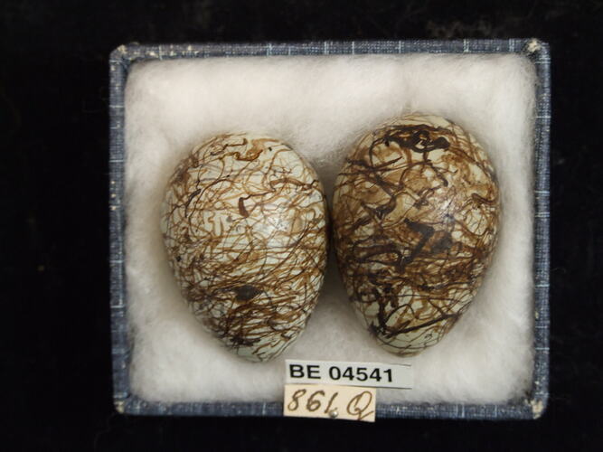 Two bird eggs with specimen labels in box.