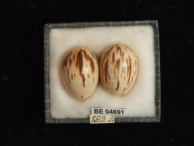 Two bird eggs with specimen labels in box.