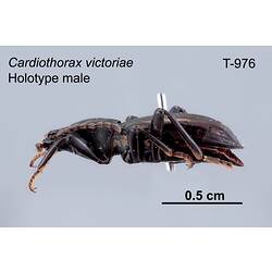 Beetle specimen, male, lateral view.