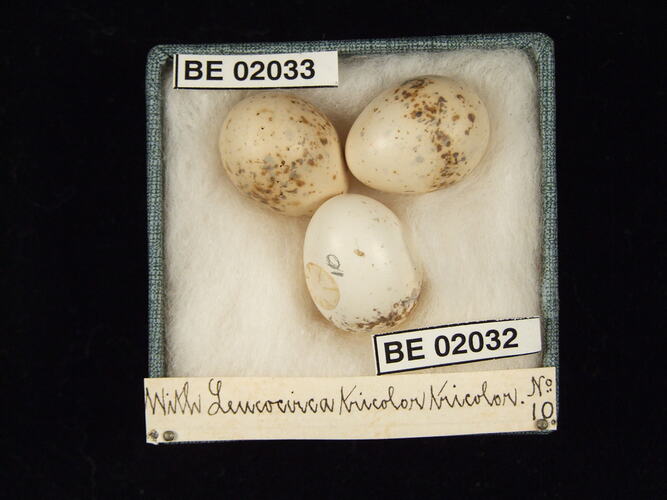Three bird eggs with specimen labels in box.