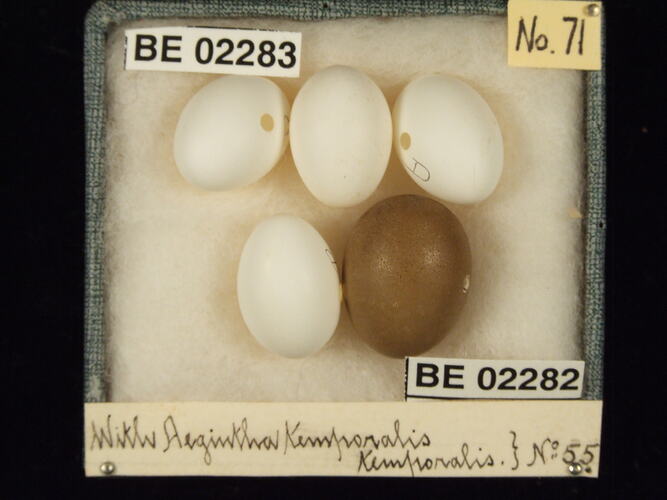 Five bird eggs with specimen labels in box.