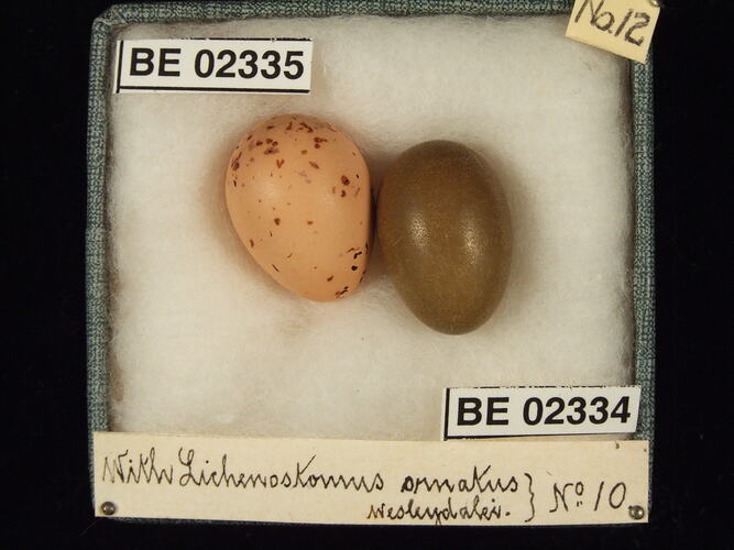 Two bird eggs with specimen labels in box.