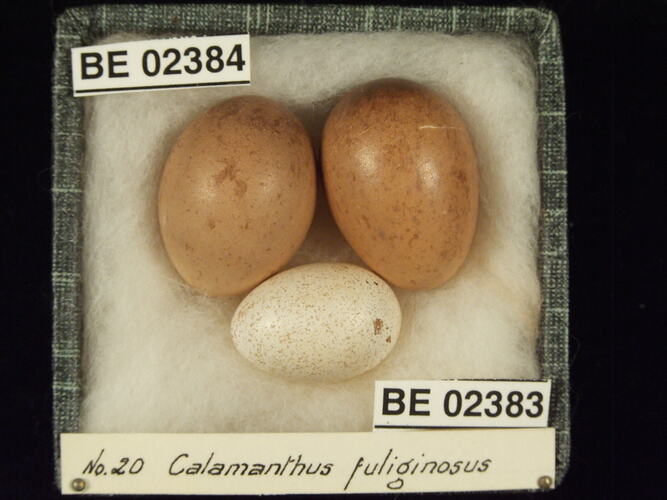 Three bird eggs with specimen labels in box.