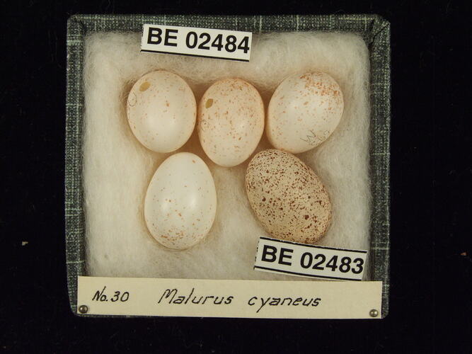 Five bird eggs with specimen labels in box.